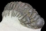 Lot: Assorted Devonian Trilobites - Pieces #76917-1